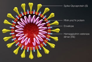 Schematisch corona virus met spikes aan haar oppervlak